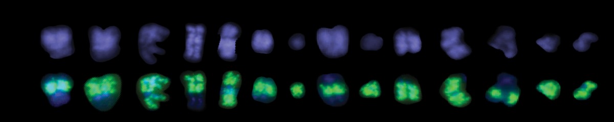 Illustration of a karyotype-style row of chromosomes in fluorescent blue and green